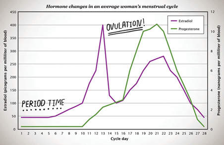 A line graph showing the hormonal changes in an average woman's menstrual cycle. 